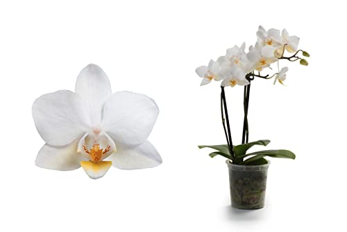 DECOALIVE Flor Natural Orquídea Planta de Interior con Flores de Color Blanco, 8435712005982