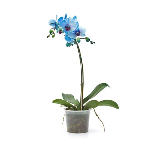 Flor Natural Orquídea Planta de Interior con Flores de Color Azul