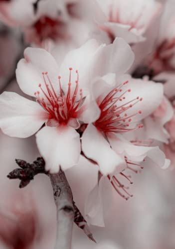 Cerezos en flor fotografia, rosada, cuaderno, diario, color premium: Tapa dura,100 paginas, 7