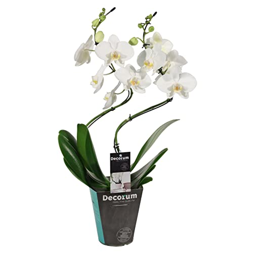 DECOALIVE Phalaenopsis PREMIUM Planta Natural Orquídea Flor Color Blanco, 8435712006057
