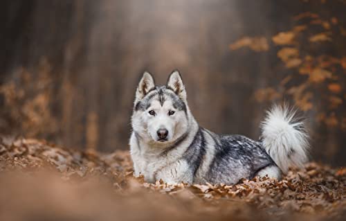 SPJOY para pintar por numeros españa maletin manualidades para niñas animal Trineo de perros husky 16X20inch