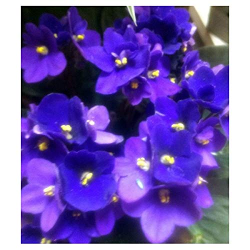 Violeta africana o saintpaulia (maceta 12 cm ø) (Azul)