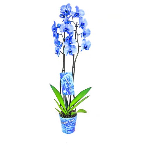 Flor Natural Color Azul Orquídea Phalaenopsis Planta de Interior Orquídea Flores Azules