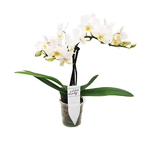 Orquídea Phalaenopsis Mini en Maceta Colores Surtidos Planta Decorativa y Ornamental