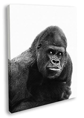 Artesta Cuadro en lienzo Afraid gorilla (40x50)