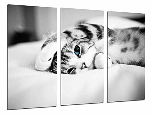 Poster Fotográfico Hipster Animal Gato Ojos Azules, Blanco y Negro Tamaño total: 97 x 62 cm XXL