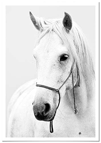 Panorama Poster con Paspartú Caballo 21x30cm - Impreso en Papel 250gr - Poster de Animales - Cuadros Decorativos de Animales - Cuadros Salón Modernos - Cuadros Dormitorio