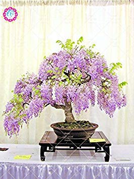 10pcs semillas de glicina raras flores púrpura Wisteria Bonsai Semillas Mini Bonsai Árbol de la planta ornamental de interior para la decoración casera