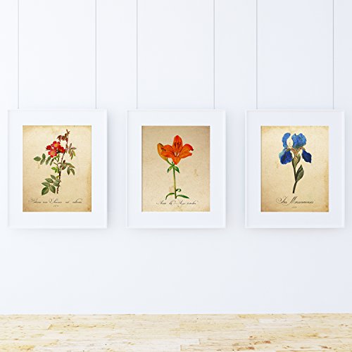 Pack de láminas MI JARDÍN AZUL. Tres láminas tamaño A4. Posters con imágenes de botánica. Decoración de hogar. Láminas para enmarcar. Papel 250 gramos