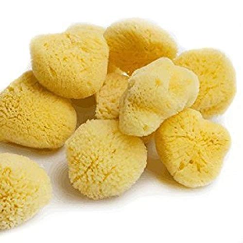 HSD Natural Artists Sea Sponge - Juego de 10 esponjas de acuarela con textura fina