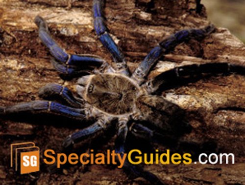 Cobalt Blue Tarantula Care Guide (English Edition)