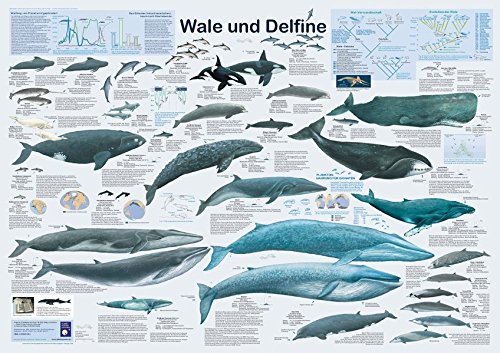 Wale und Delfine Poster Deutsch DIN A1 (84,1cm x 59,4cm)