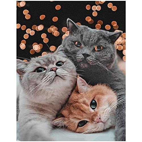 Cuadros 5D diamantes cuadrado gatos 40x50cm diamond painting bordado strass punto cruzado puzzle de diamantes grandes lienzo animales punto de cruz diamante para manualidades mosaico adultos y niños