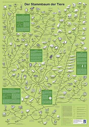 Stammbaum der Tiere Poster deutsch DIN A1 (59,4cm x 84,1cm)
