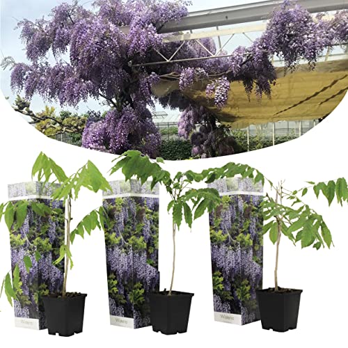 Plant in a Box - Wisteria sinensis - Trepadora - Set de 3 - Maceta 9cm - Altura 25-40cm