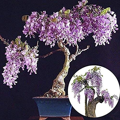 10 unids Semillas de Wisteria Púrpura para Bonsai Flores Ornamentales Exóticas Decoración Hogar Jardín Cultivo Simple Fácil Germinar