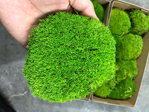 Cojín de musgo conservado para musgo, moño, musgo, verde natural, decorativo, real (verde-B) (1.5 pies cuadrados)