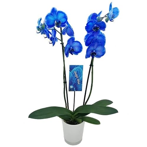 Orquídea Royal Blue | DECOALIVE | Flor Natural de Interior Color Azul | +60cm | Orquídea Azul Phalaenopsis
