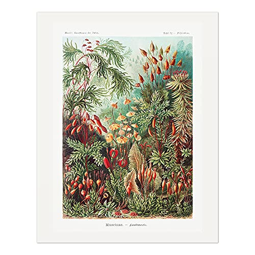 Ethos Studio ERNST HAECKEL - Litografía botánica de musgos (Muscinae) de Adolf Giltsch - Impresión artística enmarcada en Giclée - Marco rústico de 12 x 16 pulgadas