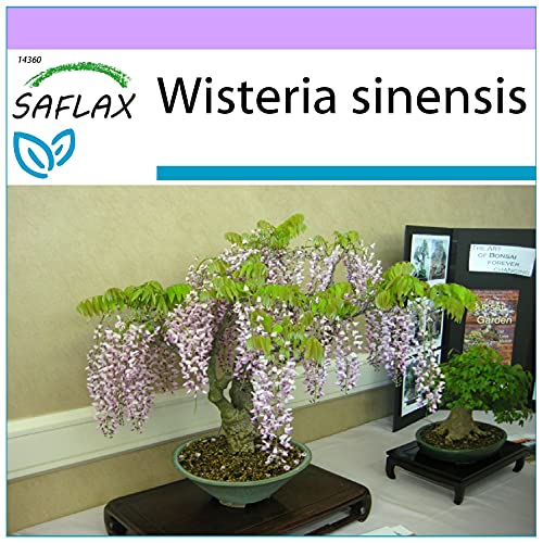 SAFLAX - Glicinia - 4 semillas - Wisteria sinensis