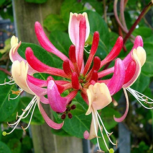 80 piezas Semillas de madreselva Trompeta escarlata Color maravilloso Variedades raras Plantación en jardín patio balcón terraza patio fuerte adaptabilidad crecimiento rápido