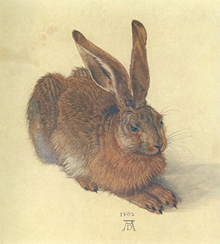 Albrecht D rer – D rer 1921 Hare Artistica di Stampa (60,96 x 91,44 cm)