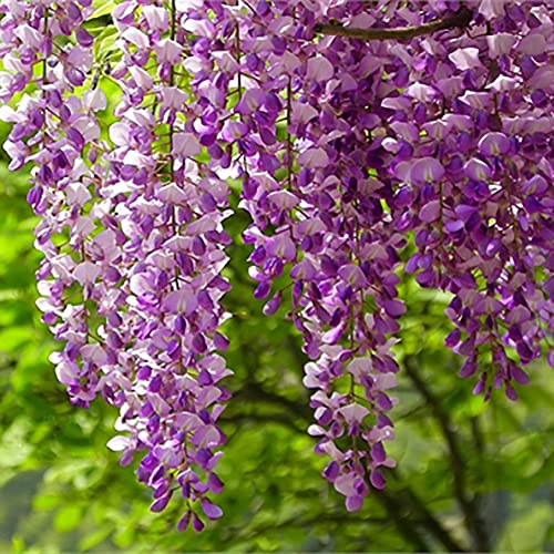 Haloppe 30 Unids Wisteria Flores Semillas de Plantas para la Plantación de Jardín de Hogar, Wisteria Semillas de Flores Jardín de Hogar Plantas Trepadoras Perennes Adorno