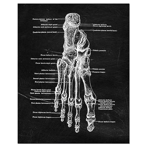 Akatsukiqi 1pc Muscle Foot Bone Wall Art Anatomy Anatomy Canvas Pintura de Lienzo nórdico Fotos de la habitación para el consultorio médico Decoración del consultorio