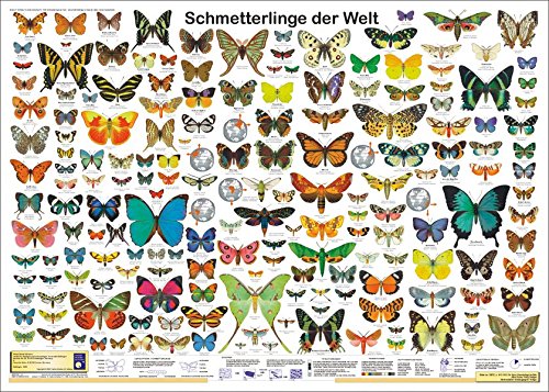 Schmetterlinge Der Welt Poster Deutsch DIN A1 (84,1cm x 59,4cm)