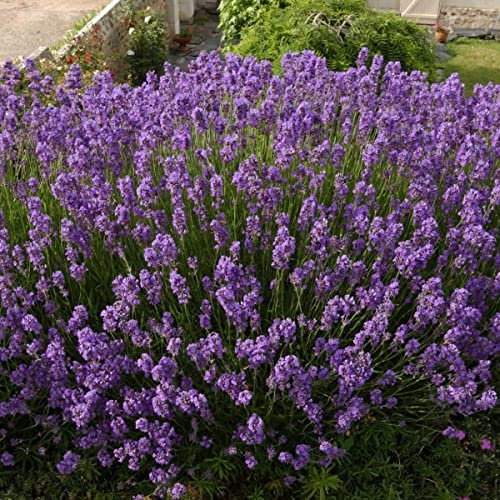 Lavandula Angustifolia officinalis 400 Perennial Evergreen Fragrant English Lavender Seeds.