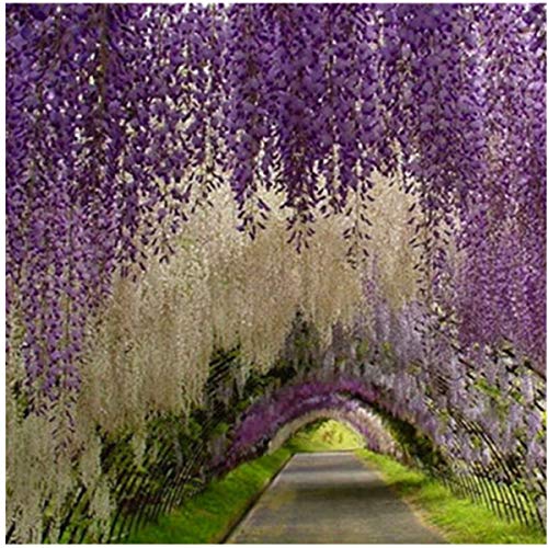 20 unidades de Wisteria semillas, plantas trepadoras bonsai jardin de semillas de soja, semillas de flores