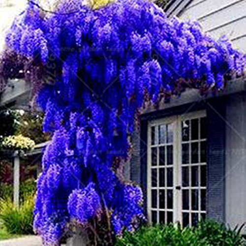 10 semillas / pack. Semillas NUEVO AZUL Wisteria árbol de interior plantas ornamentales Semillas Semillas de flor de las glicinias, hermosa su Gardon