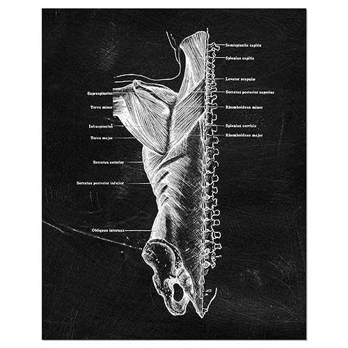 Akatsukiqi 1pc Muscle Foot Bone Wall Art Anatomy Anatomy Canvas Pintura de Lienzo nórdico Fotos de la habitación para el consultorio médico Decoración del consultorio