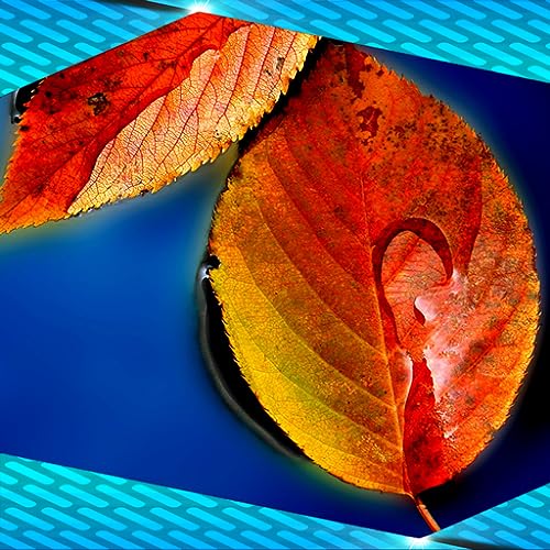 Collage de fotos de hojas